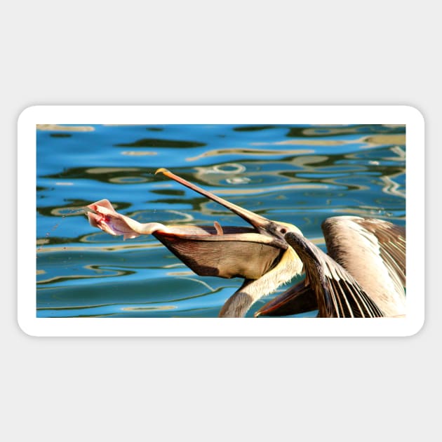 Big Mouth Pelican Sticker by Cynthia48